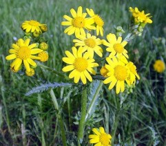 Senecio vernalis W. Et K., spălăciosă
