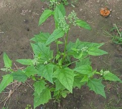 Chemopodium hybridum L., talpa gâștei