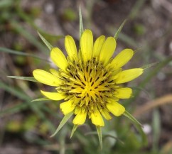 Tragopogon dubius Scop., barba caprei