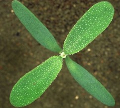 Atriplex patula L., lobodă