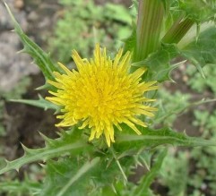 Sonchus asper L., susai aspru