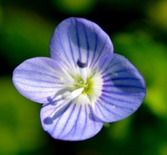 Veronica persica Poir., șopârliță