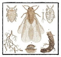 Istoria vinului - partea X