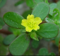  Portulaca oleracea L., iarbă grasă