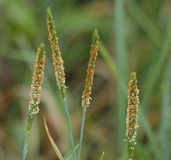 Alopecurus aequalis sobol Coada vulpei