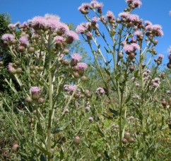Cirsium arvense (L.) Scop.  pălămidă