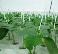Pregatirea seminţelor pentru răsadurile de legume