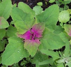 Chenopodium album L. spanac sălbatic, lobodă porcească;