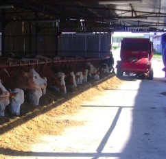 SC ELECTRICA SRL - ferma vaci cu lapte