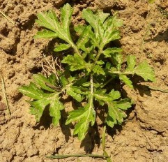 Artemisia vulgaris L., pelinariţă