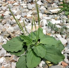 Plantago major L.,  pătlagină mare, limba oii