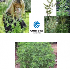Corteva Agriscience: Cum pot ajuta fermierii în lupta cu ambrozia