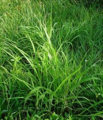 Sorghum halepense (L.) Pers., costrei