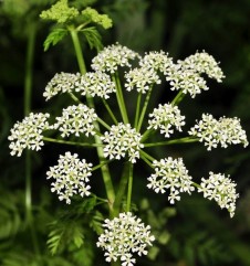 Conium maculatum L., cucută