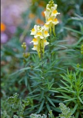 Linaria vulgaris, linariţă 