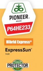 P64HE233 Hibridul de floarea-soarelui Express High Oleic de la Corteva Agriscience