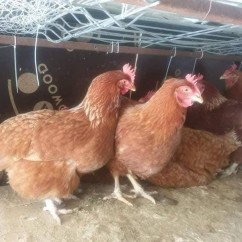 Ferma Pasarii