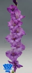 vand bulbi gladiole