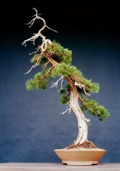 Arta bonsai-ului