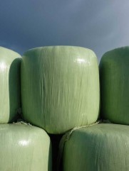 baloti semifan trifoi 