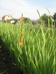 vand bulbi gladiole Pr Margaret