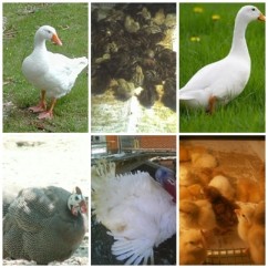 Vindem pui de gaina, curca, bibilica 