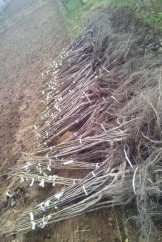 Vând puieţi nuc - varietăţi franceze 