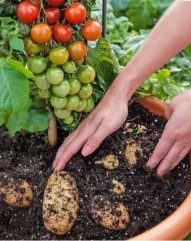 Incredibil A apărut planta hibrid care produce şi roşii, şi cartofi !!!