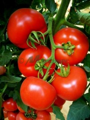 Vindem seminte de tomate Lady Rosa F1
