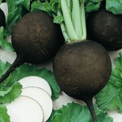 Ridichii negre