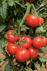 Seminte de tomate Amanda-F1