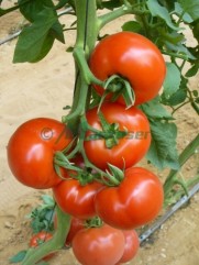 Seminte de tomate Shirley-F1