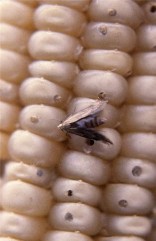 Determinarea infestarii semintelor cu daunatori