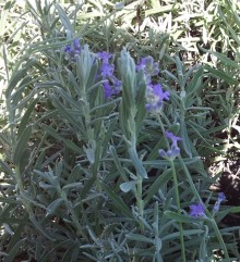 butasi lavanda