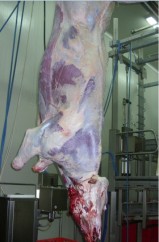 Tehnologia Abatorizarii Taurinelor 2