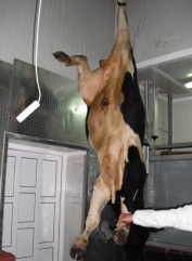 Tehnologia Abatorizarii Taurinelor 1