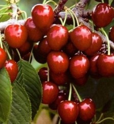 Pomi fructiferi altoiti certificati
