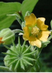 Abutilon theophrasti Medik teisor dicotiledonata