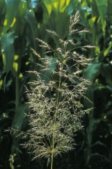 Apera spica-venti (L.) P. Beauv. iarba vântului