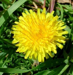 Taraxacum officinale Weber păpădie 