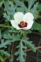Hibiscus trionum L. zămoşiţă
