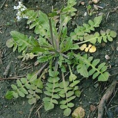Capsella bursa – pastoris (L.) Medik. ,traista ciobanului