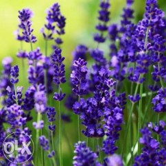 Seminte levantica Ellagance Purple