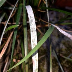 Atenție la făinare!