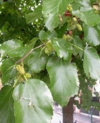 Ştii ce fructe româneşti se vând cu 150 de lei/kilogramul? O singură livadă de acest gen în România