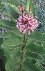  Asclepias syriaca L., ceara albinei