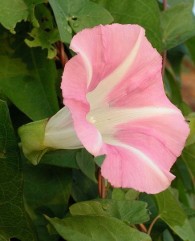 Calystegia sepium (L.) R. Br.,cupa vacii