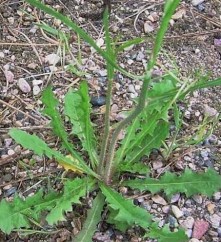 Chondrilla juncea L., răsfug