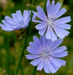Cichorium inthybus L., cicoare