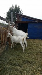 Iezi de vanzare rasa saanen si alpina 